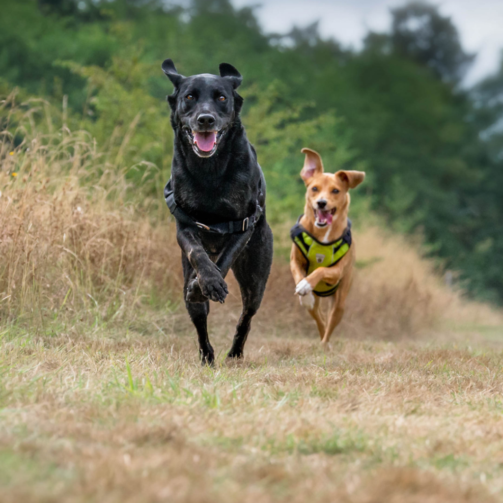 The 3 D’s Of Dog Training - Doherty Dog Services